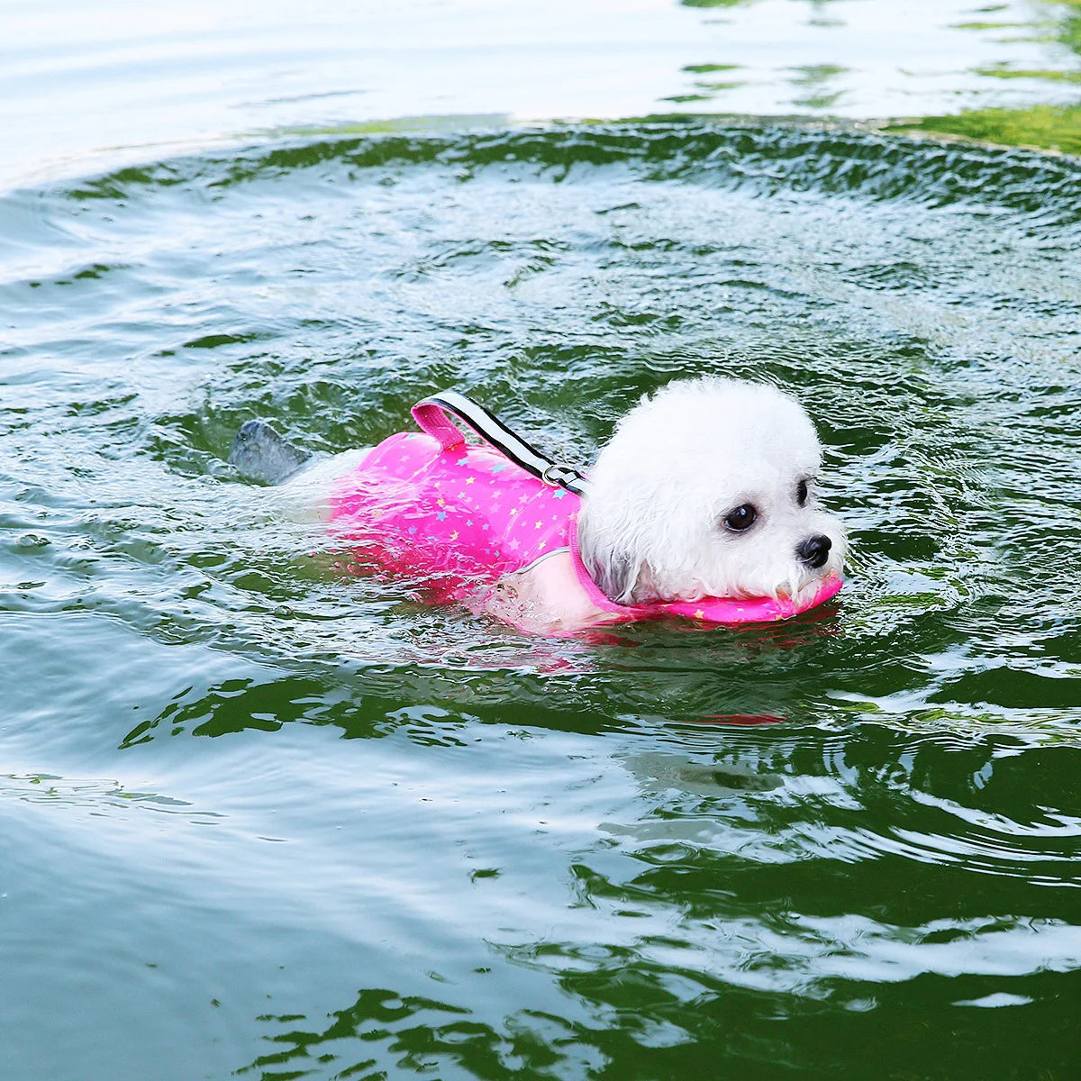 Dogs Swimsuit Summer Pet Clothes Water Play Dog Life Jacket for Small Medium Dogs Teddy Pet Life Vest